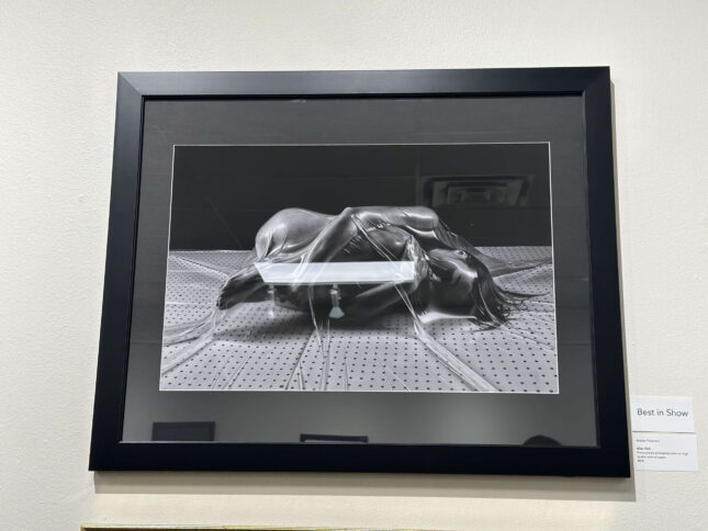 beauty-perserved-cat-h-marie-paa-art-association-paseo-oklahoma-city